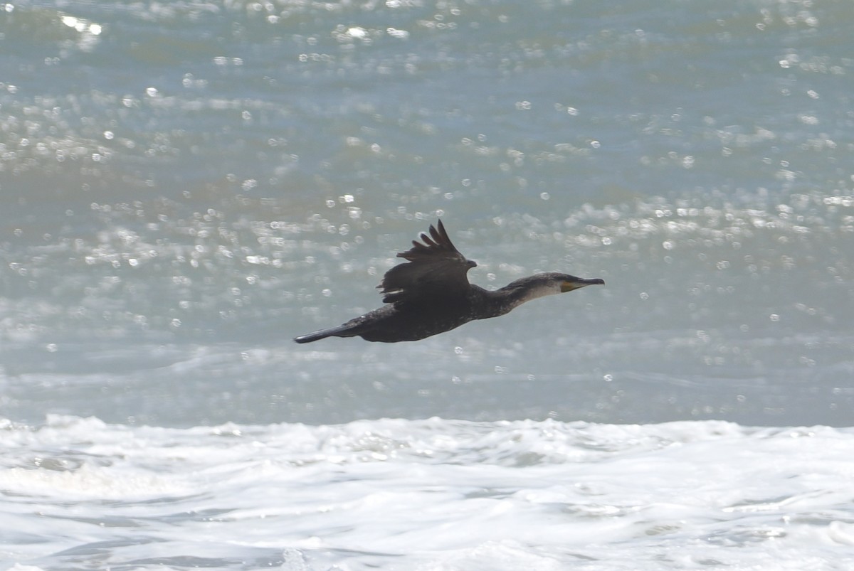 Great Cormorant (Moroccan) - ML620158777