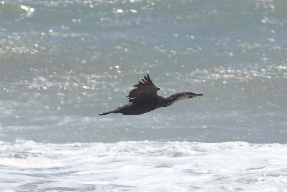 Kormoran (maroccanus) - ML620158777