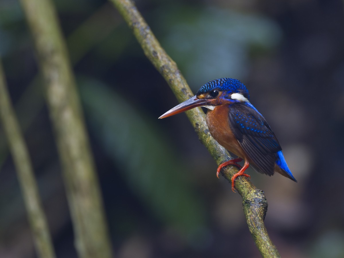 Blue-eared Kingfisher - ML620158778