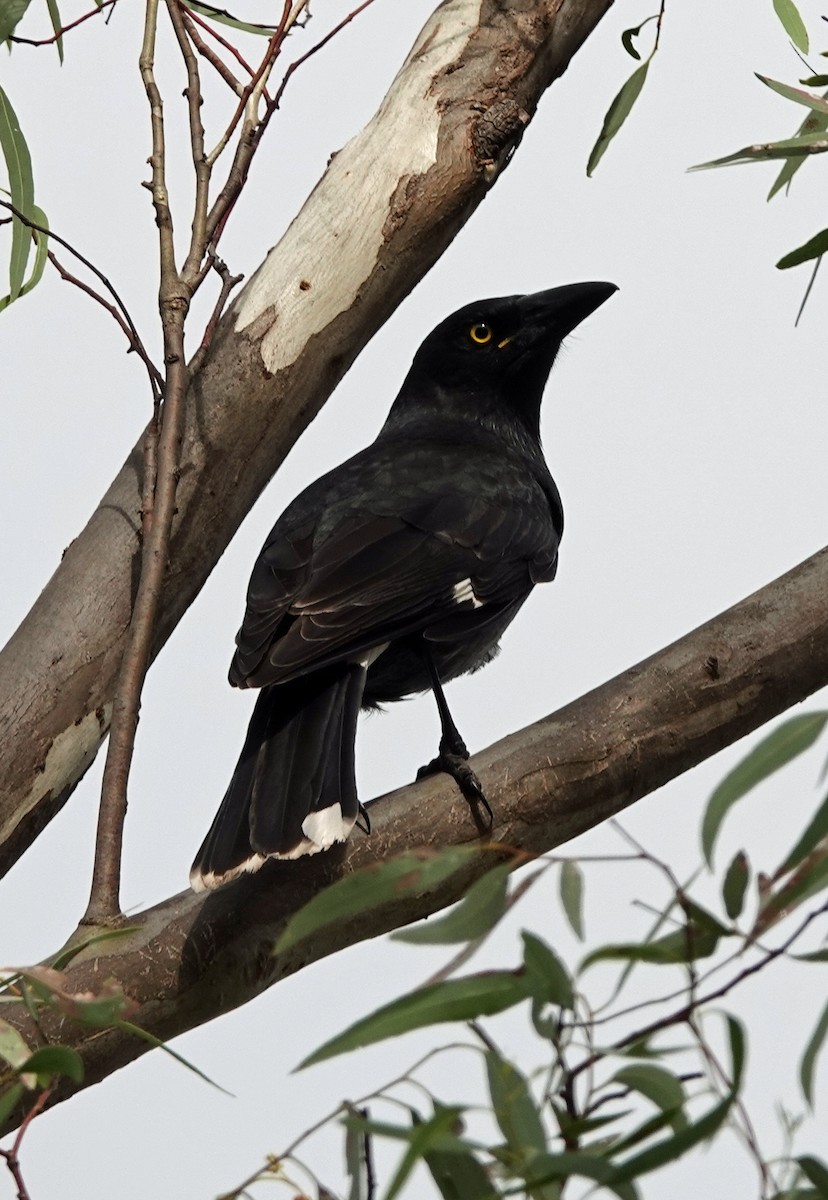 Pied Currawong - ML620158779