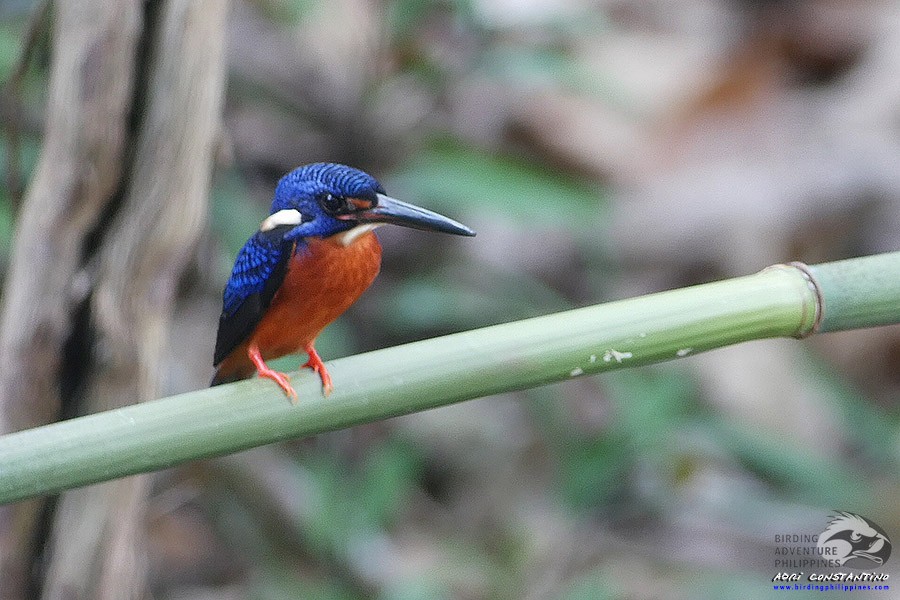 Blue-eared Kingfisher - ML620158790