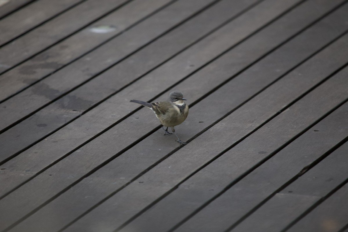 Cape Wagtail - ML620158796