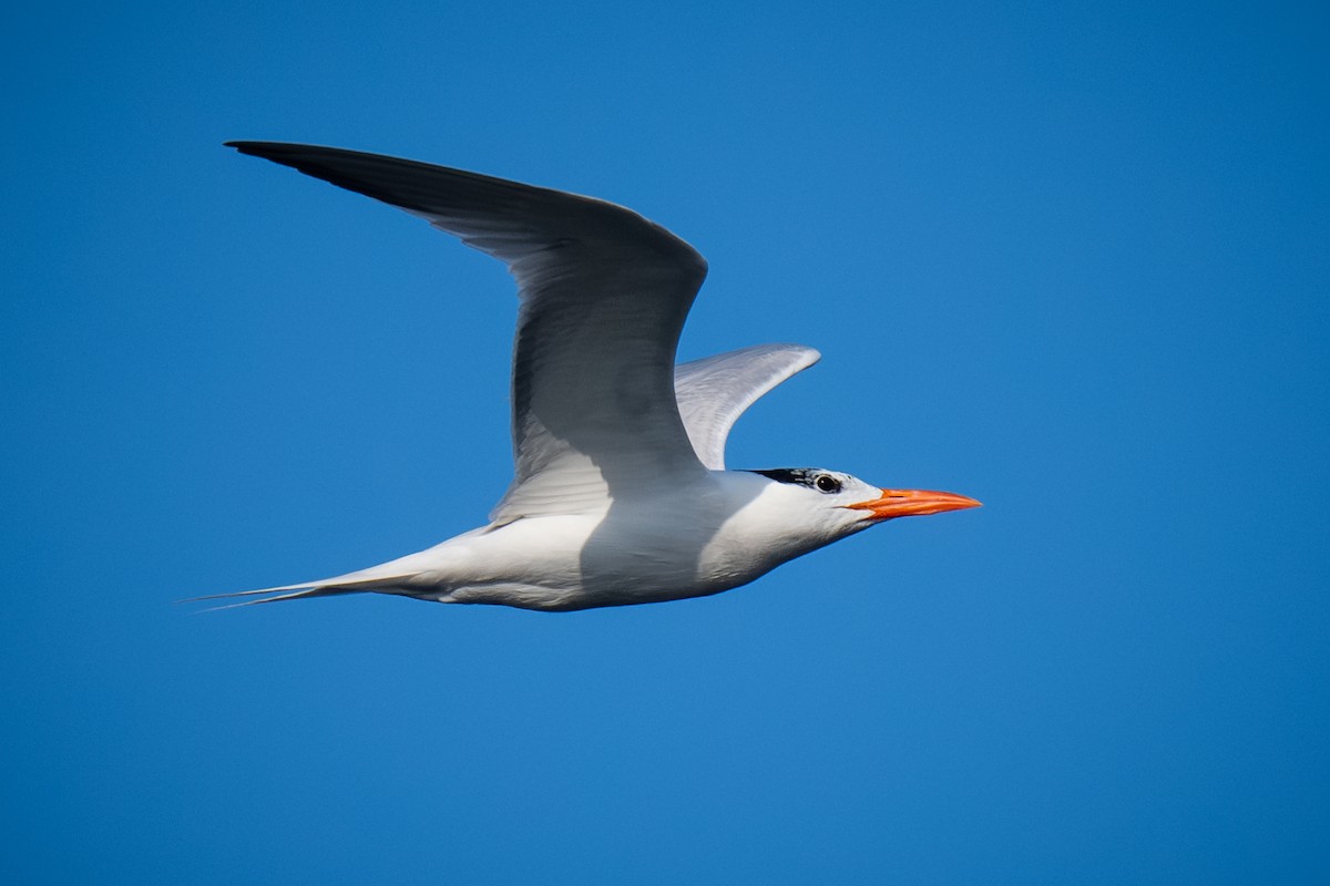 Royal Tern - ML620158807