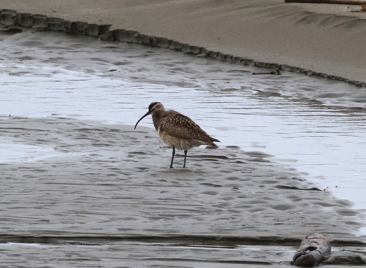 Whimbrel - Daniel Emlin