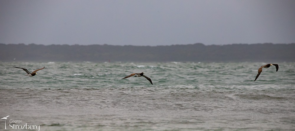 Brown Booby - ML620158814