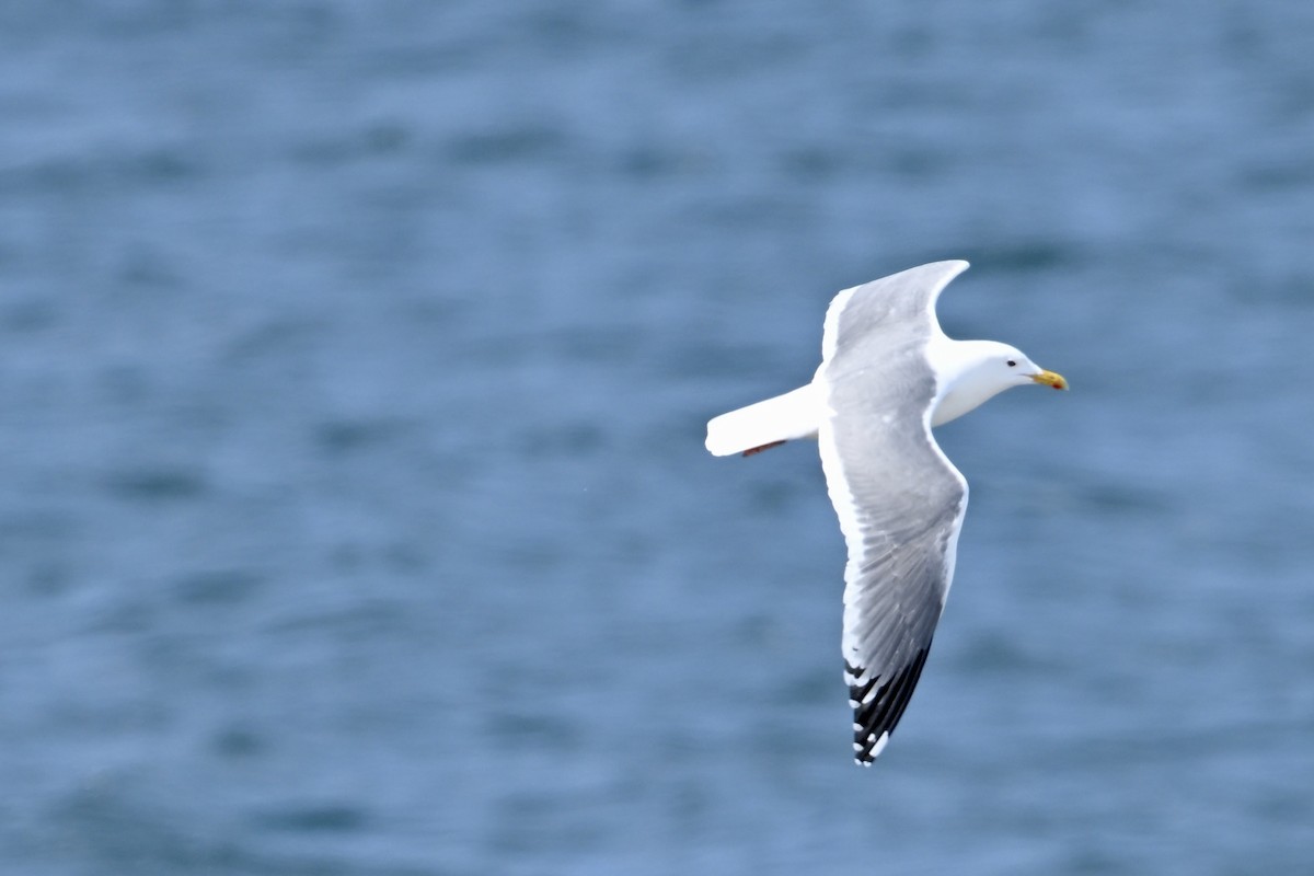 Herring Gull (Vega) - ML620158820