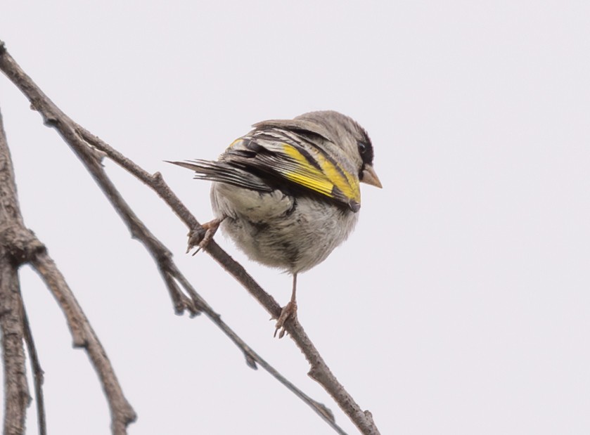 Lawrence's Goldfinch - ML620158824