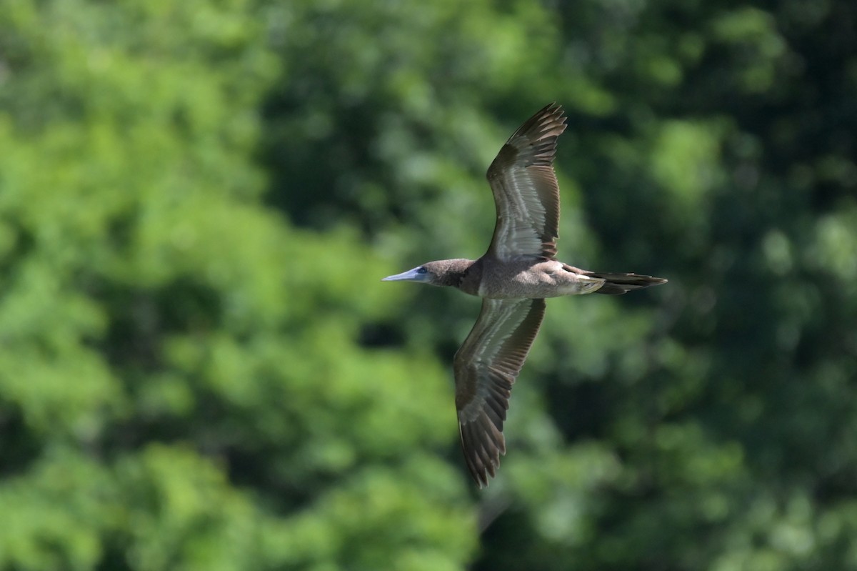 Brown Booby - ML620158828