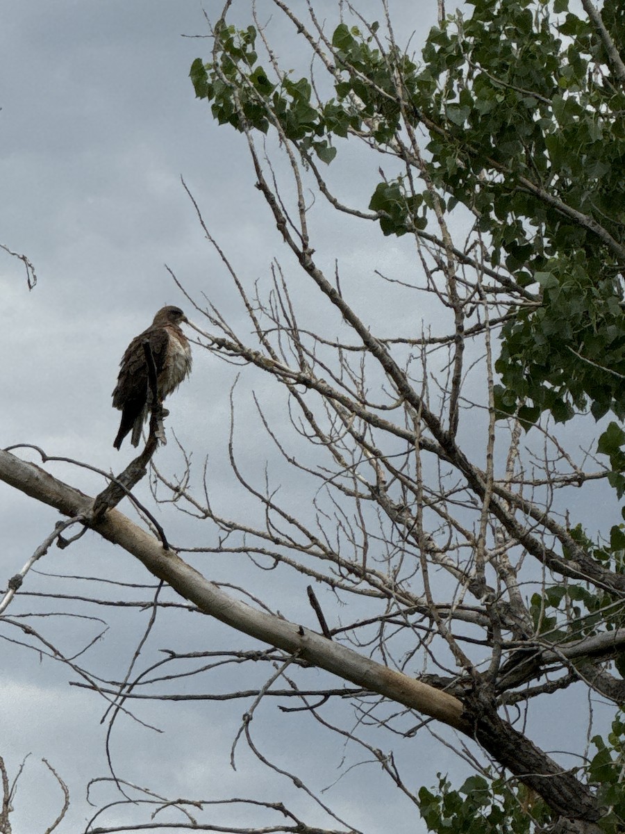 Swainson's Hawk - Julie Miller-Cribbs