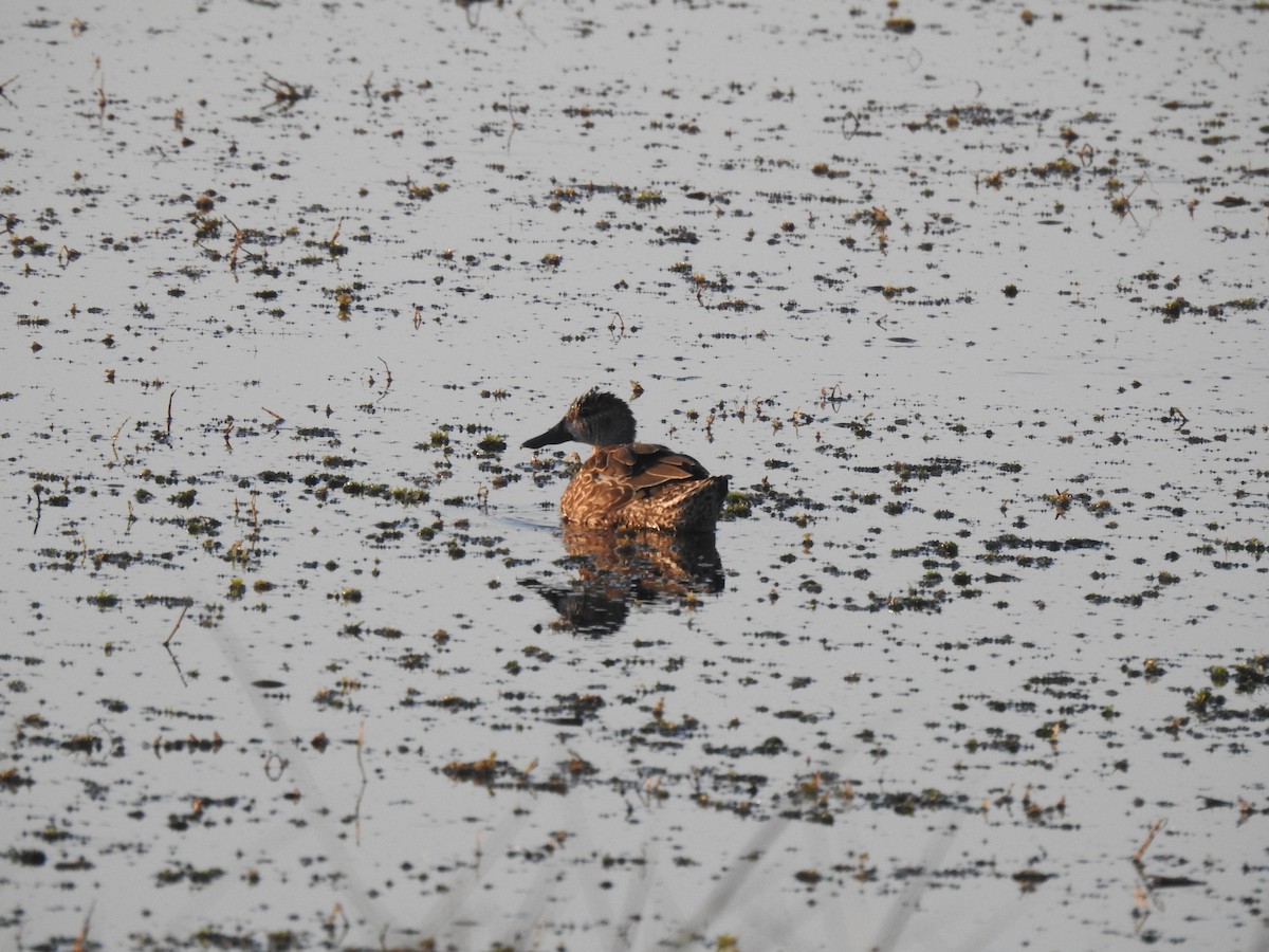Blue-winged Teal - ML620158855