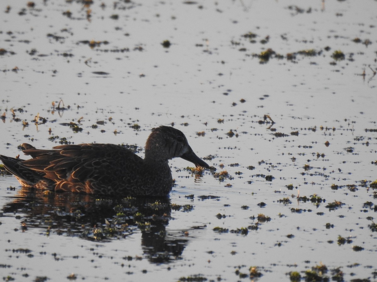 Blue-winged Teal - ML620158867