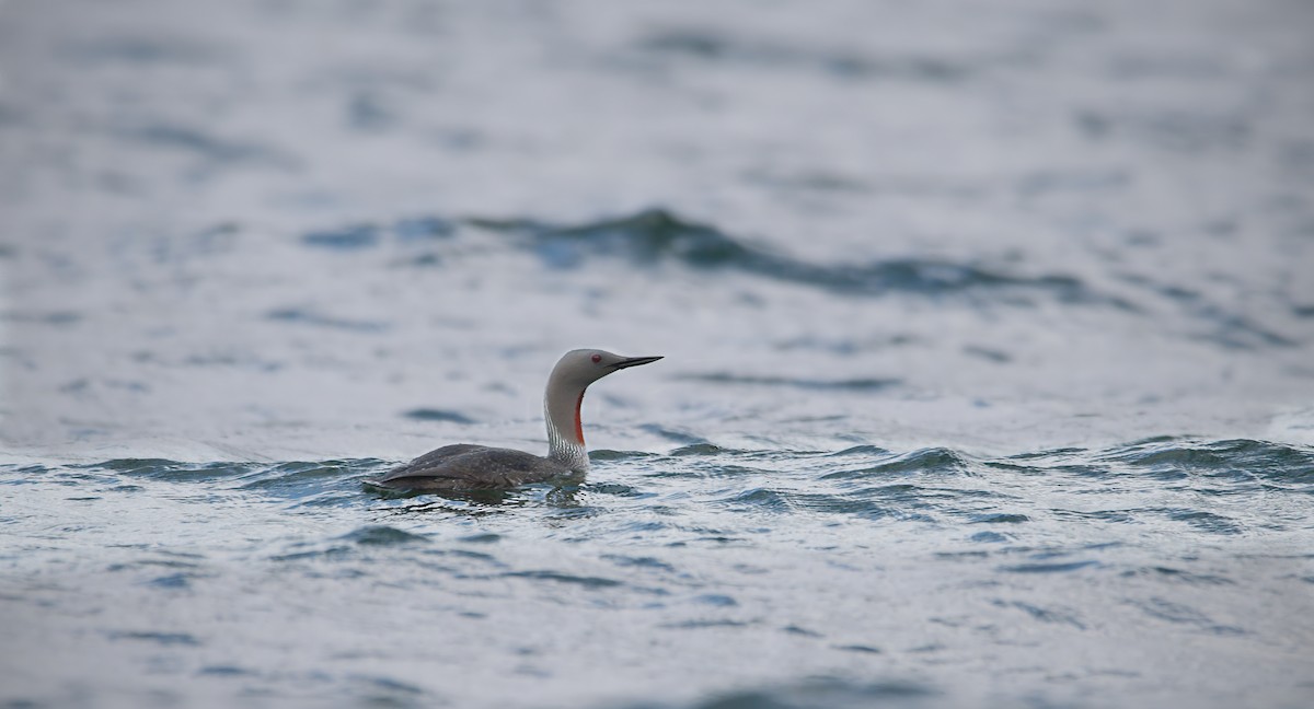 Red-throated Loon - ML620158876