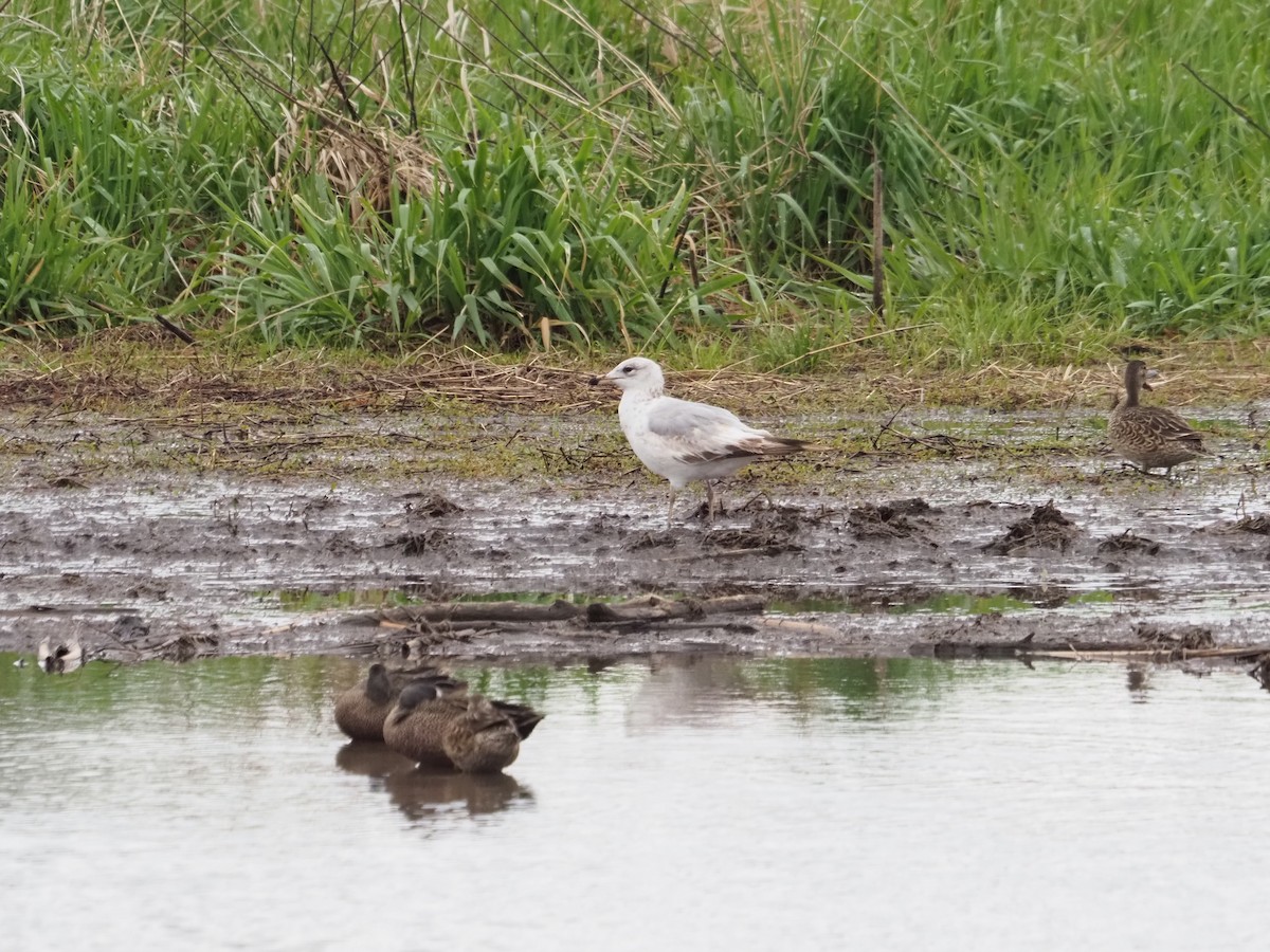 Ring-billed Gull - ML620158877