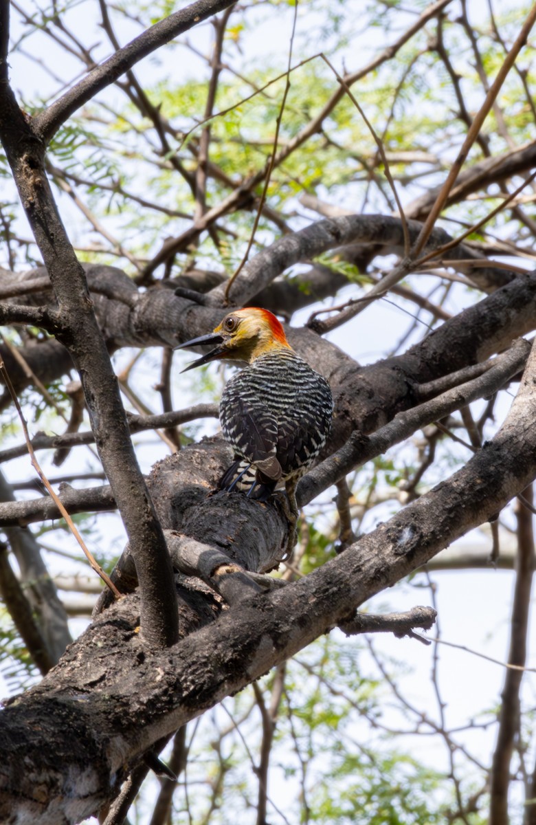 Red-crowned Woodpecker - ML620158914