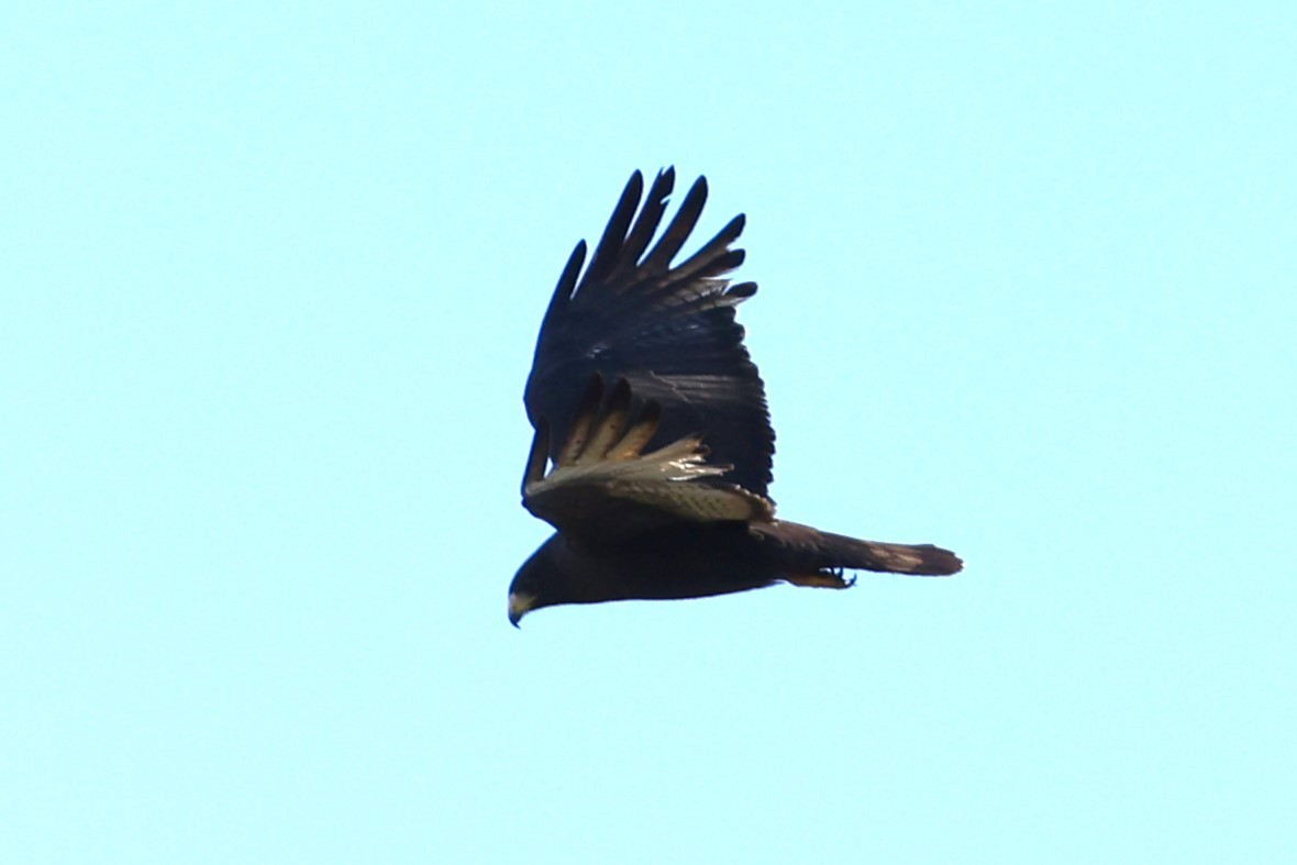 Zone-tailed Hawk - ML620158933