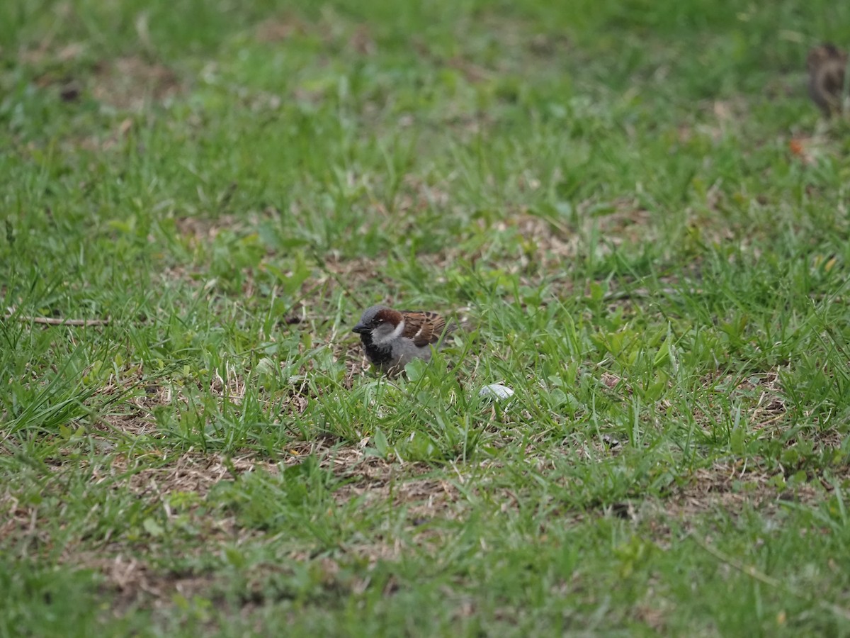 Moineau domestique - ML620158947