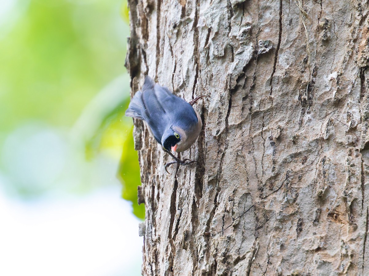 Velvet-fronted Nuthatch - ML620158950