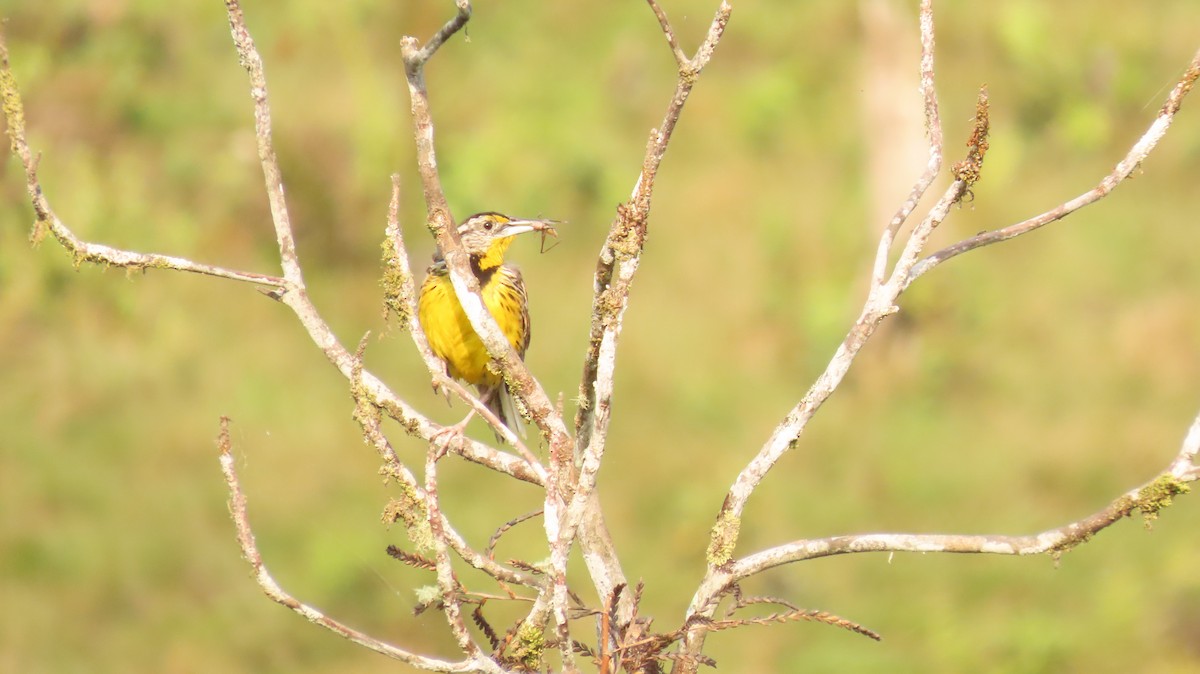 Eastern Meadowlark - ML620158951