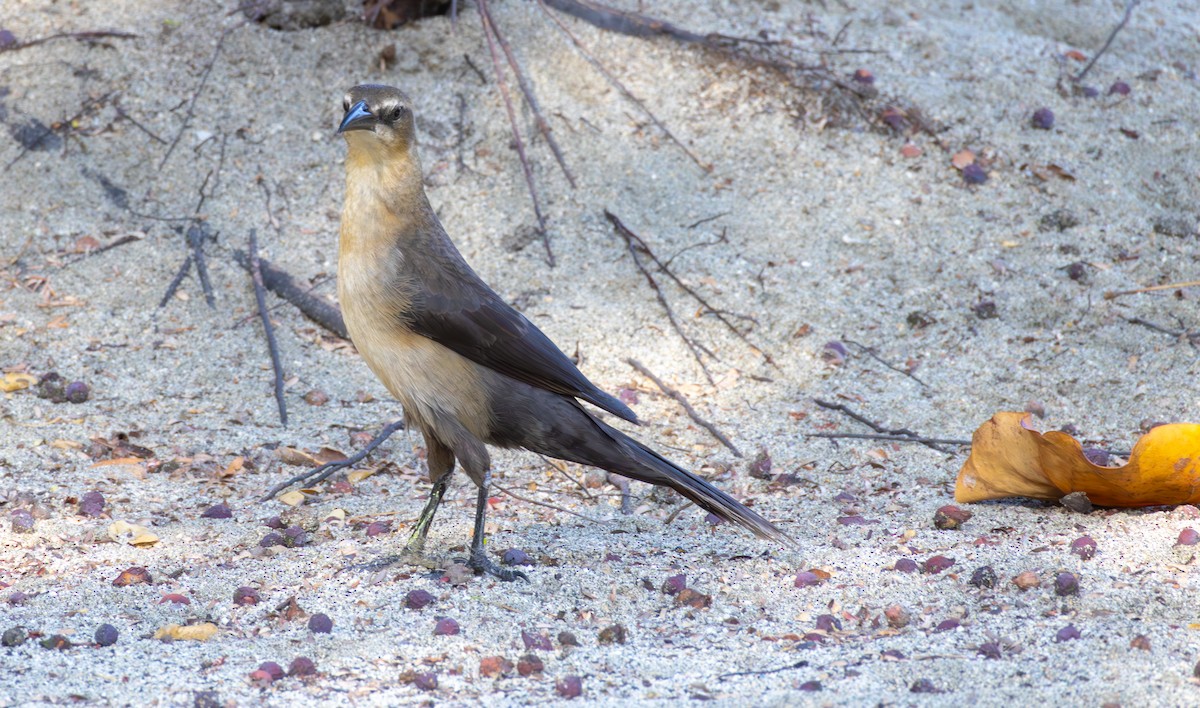 Great-tailed Grackle - ML620158952