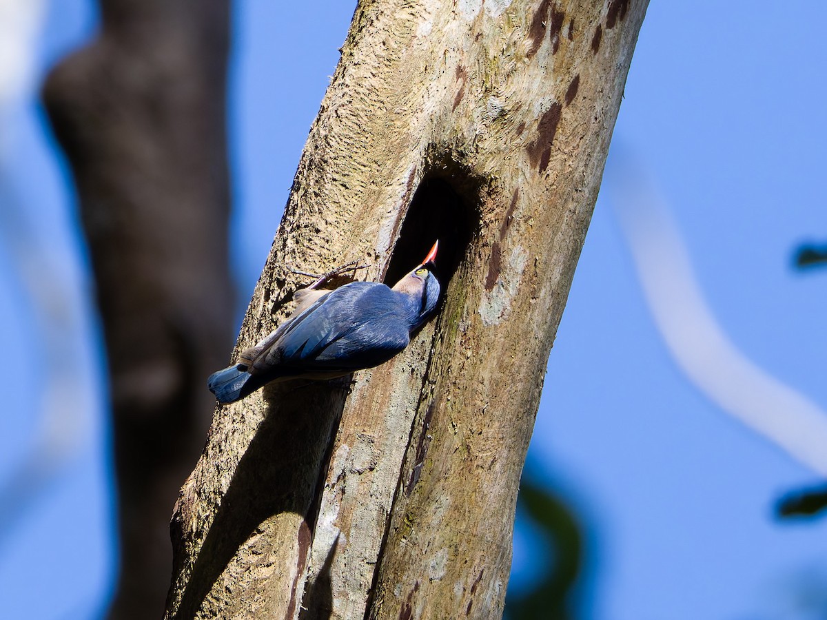 Velvet-fronted Nuthatch - ML620158955