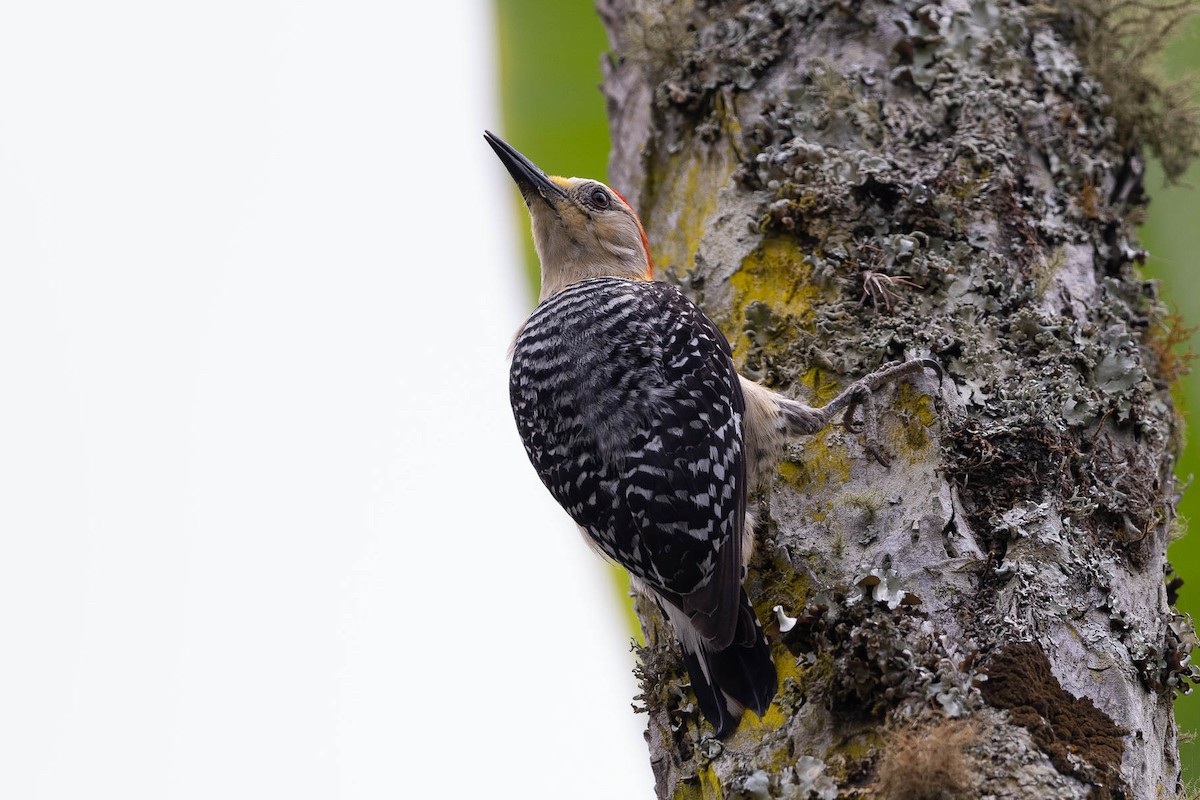 Red-crowned Woodpecker - ML620158956