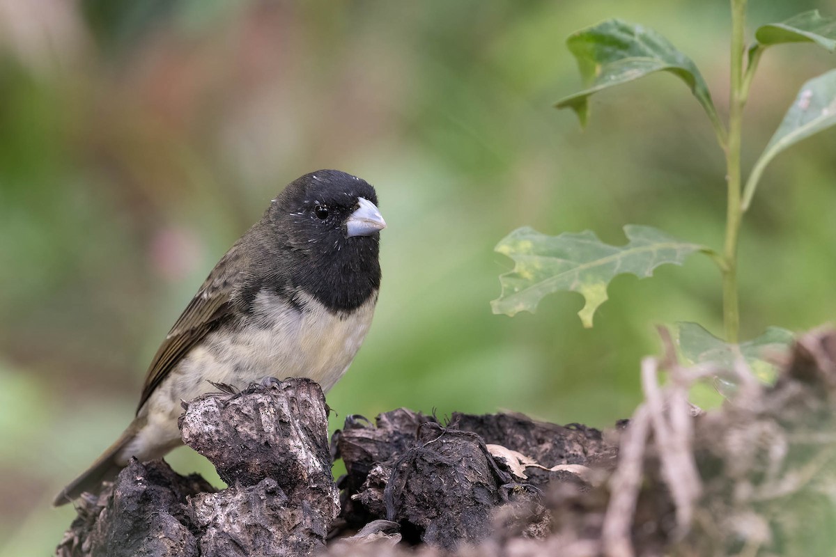 Yellow-bellied Seedeater - ML620158959