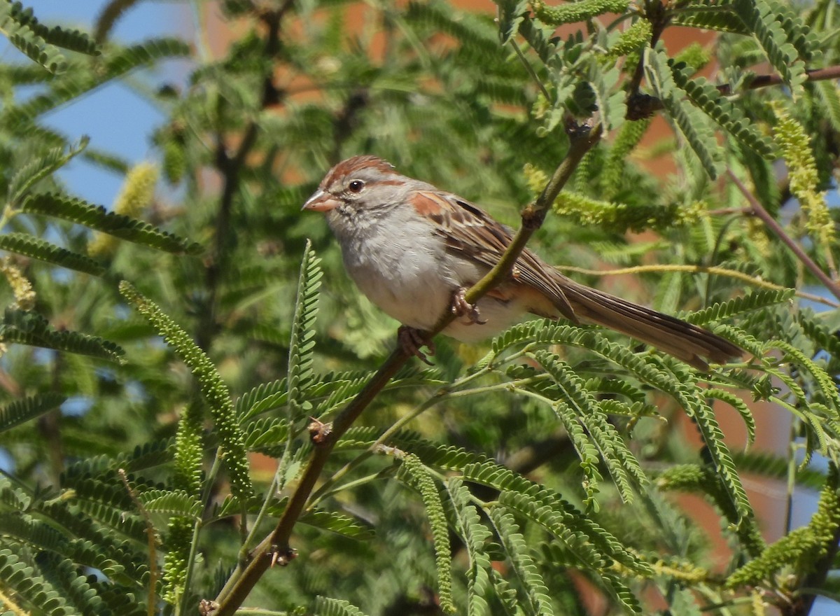 Rufous-winged Sparrow - ML620158960