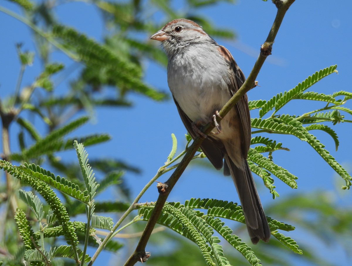 Rufous-winged Sparrow - ML620158961