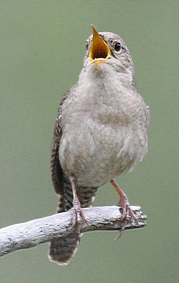 House Wren - ML620158981