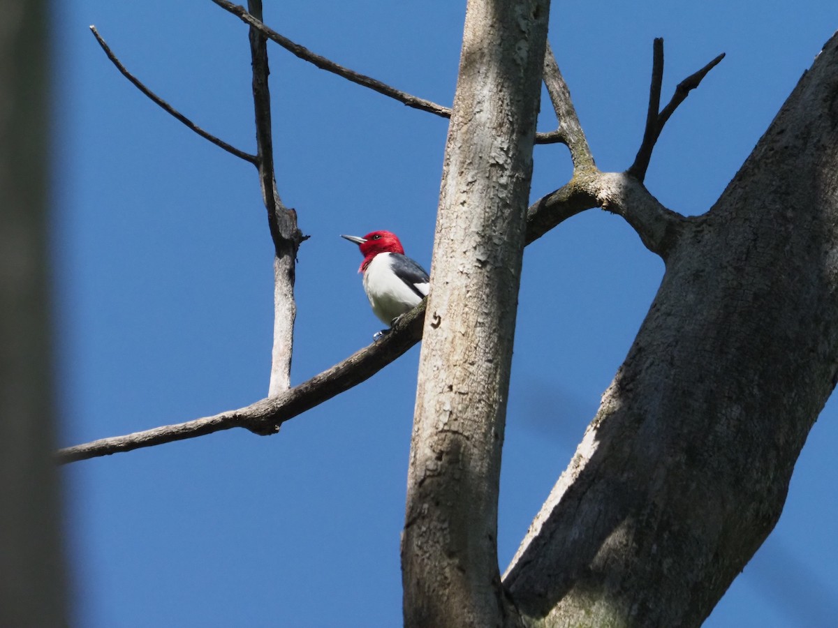 Red-headed Woodpecker - ML620158987