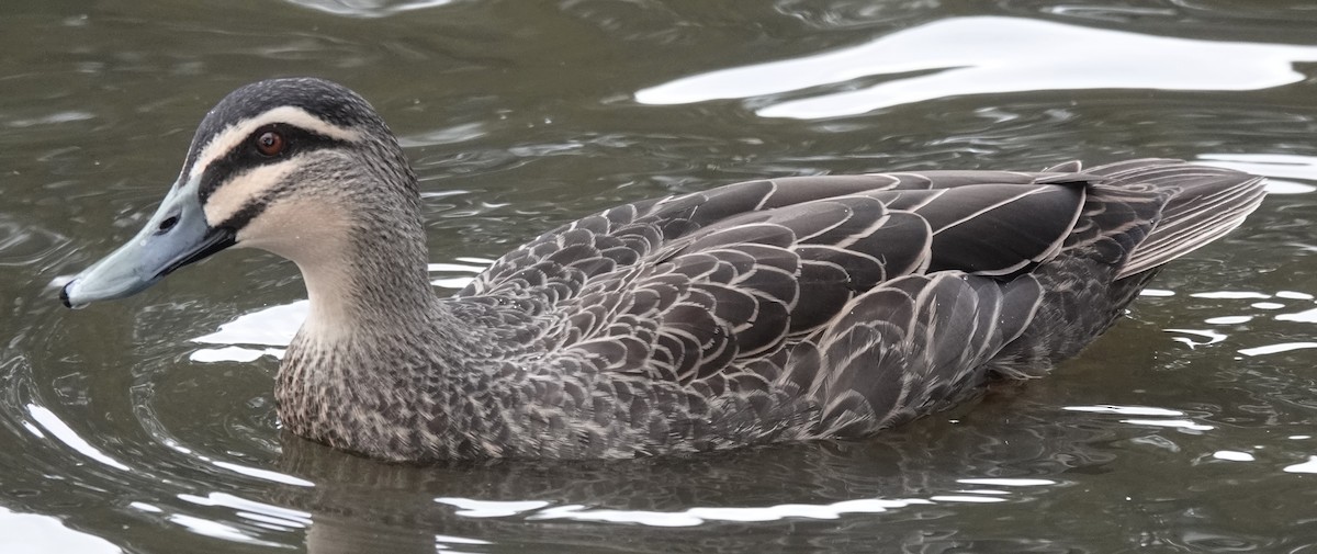 Canard à sourcils - ML620158989