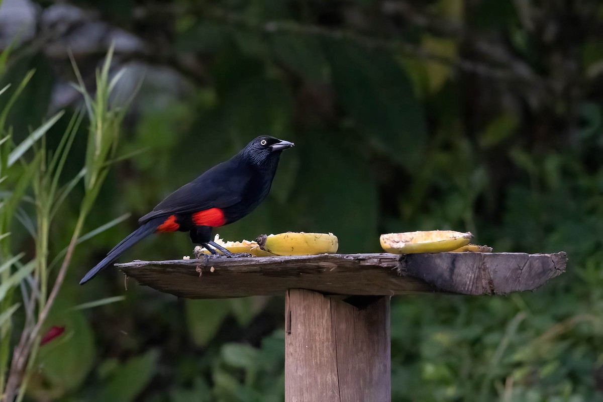 Red-bellied Grackle - ML620158990