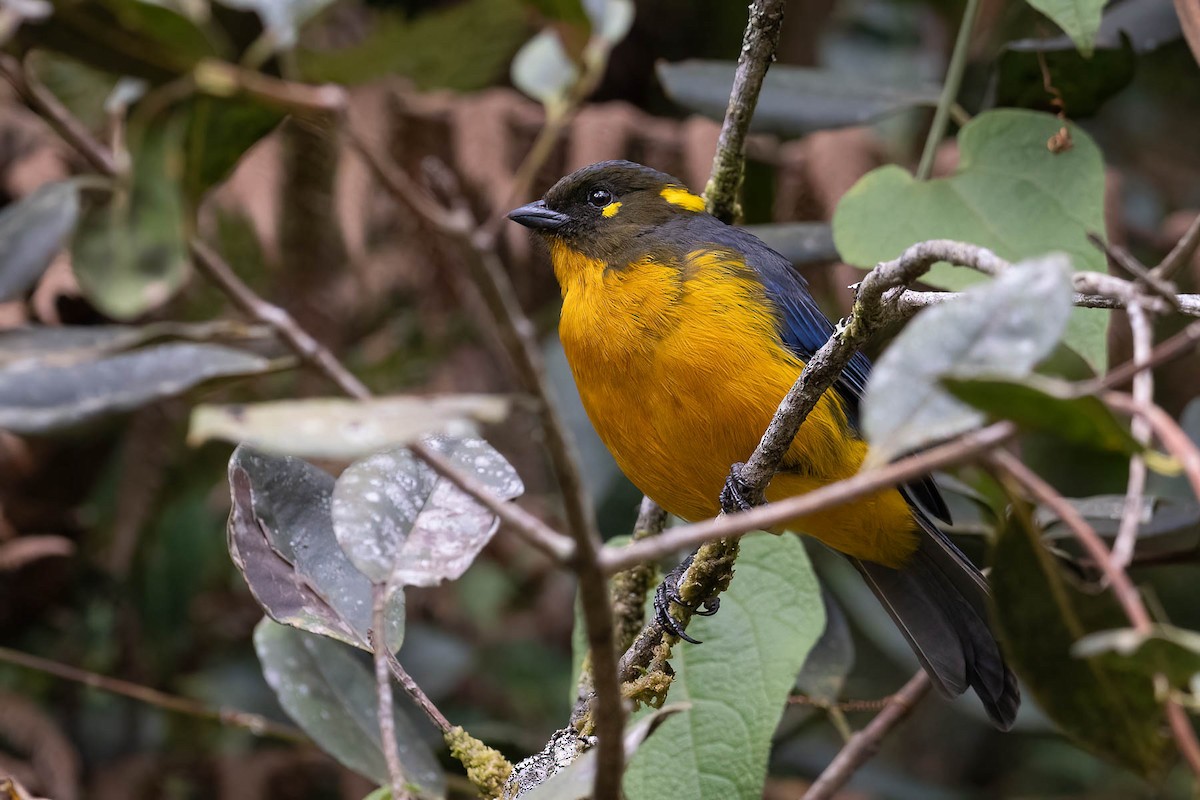 Lacrimose Mountain Tanager (palpebrosus Group) - ML620159007