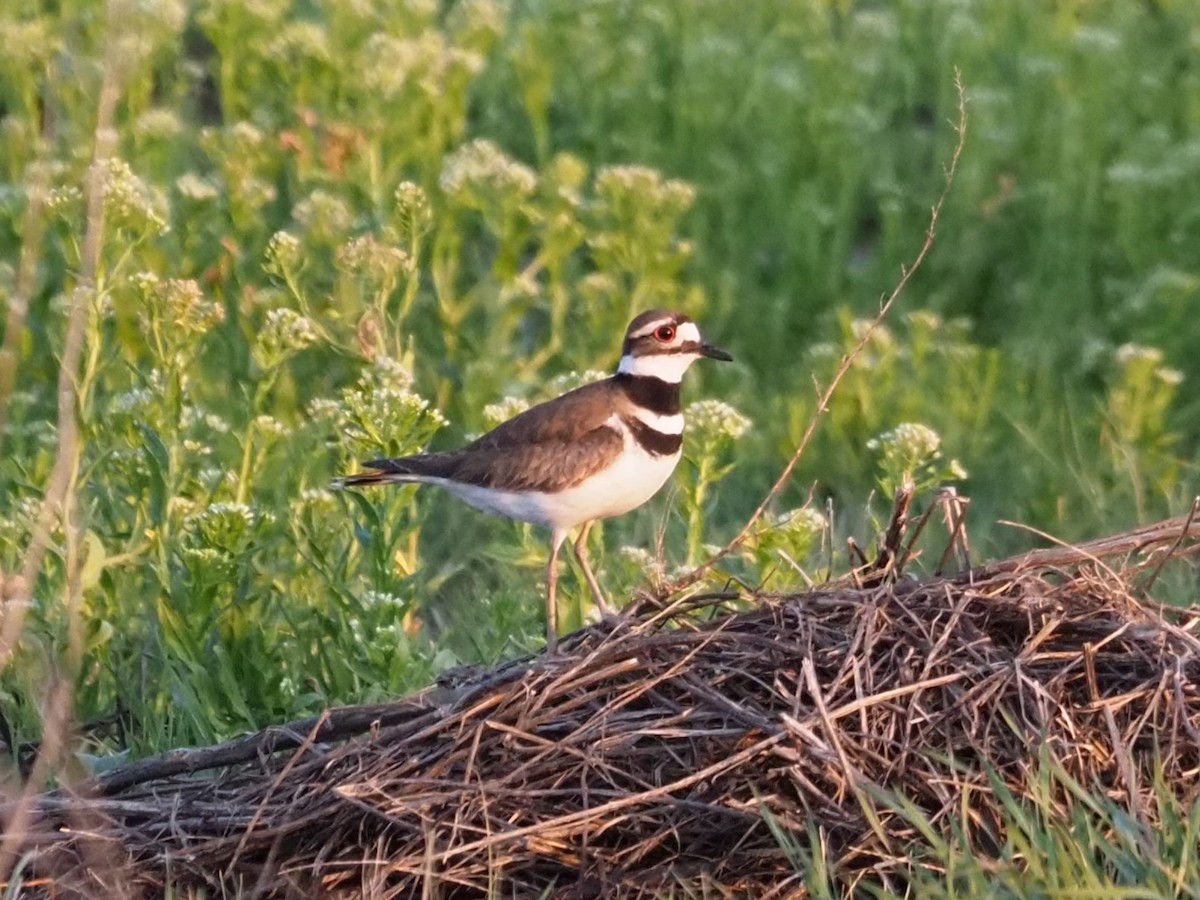 Killdeer - ML620159016