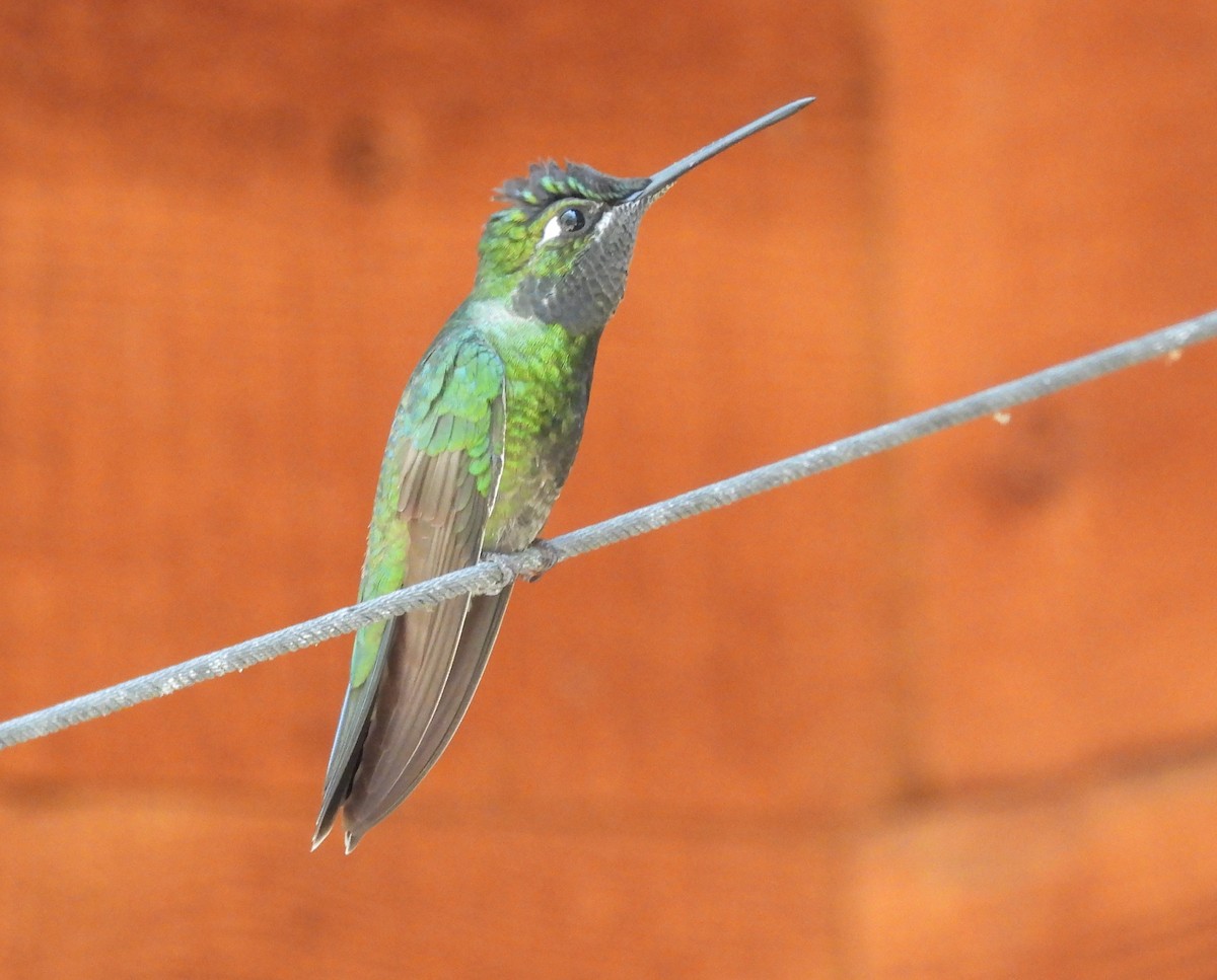 kolibřík skvostný - ML620159042
