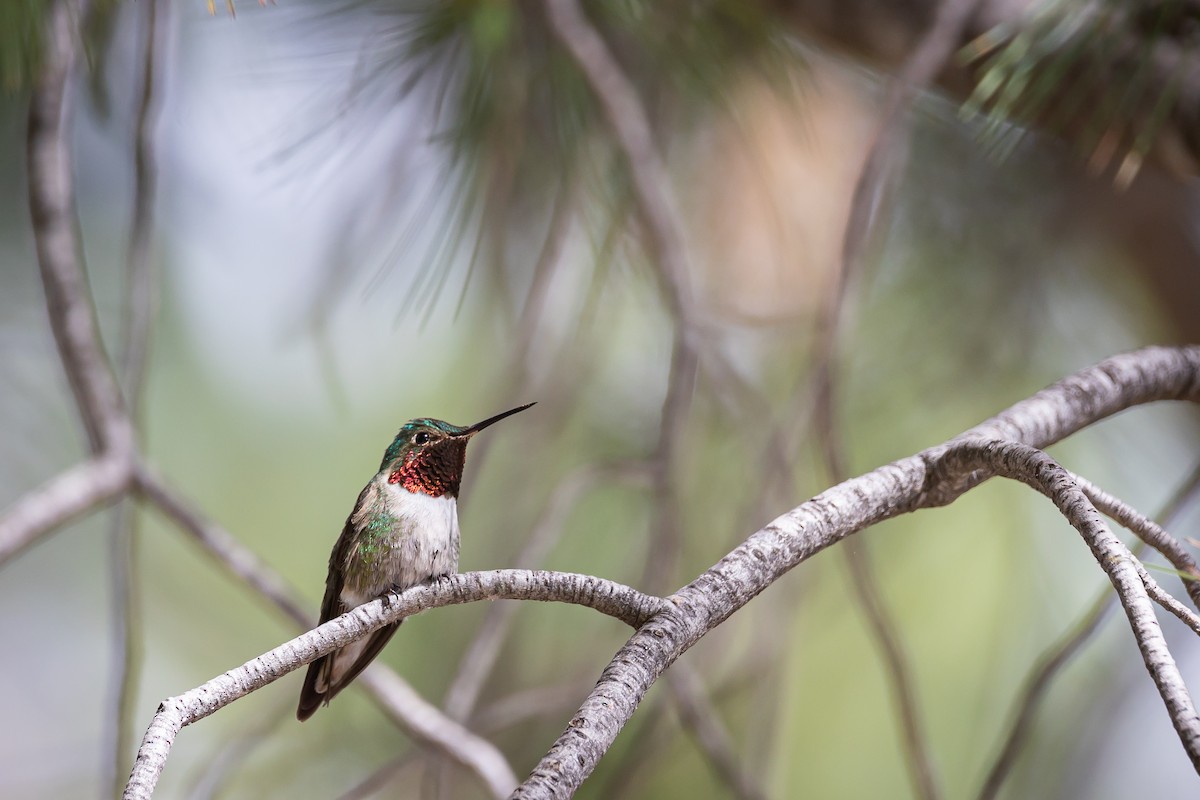 Broad-tailed Hummingbird - ML620159044