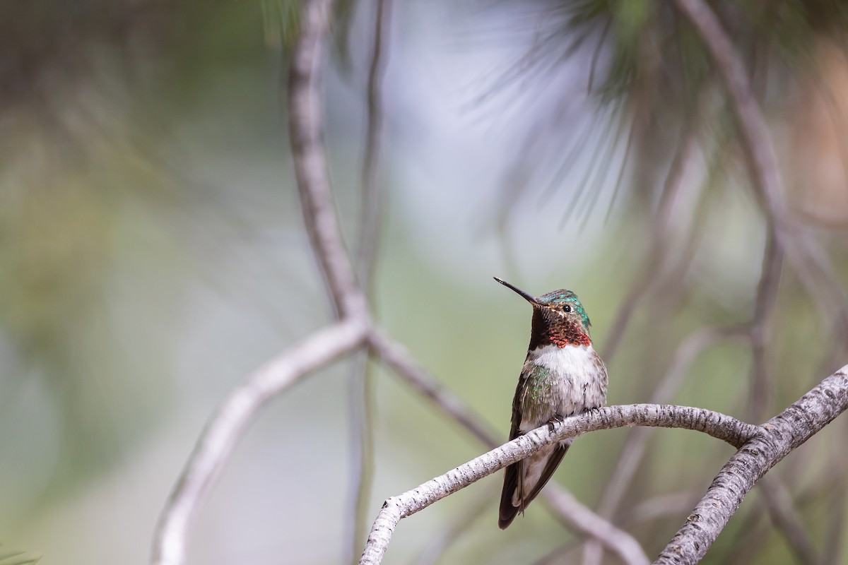 Broad-tailed Hummingbird - ML620159046
