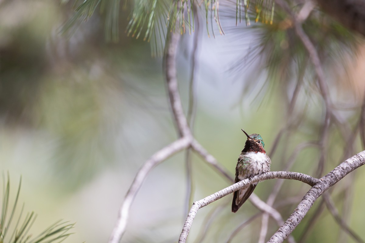 Broad-tailed Hummingbird - ML620159047