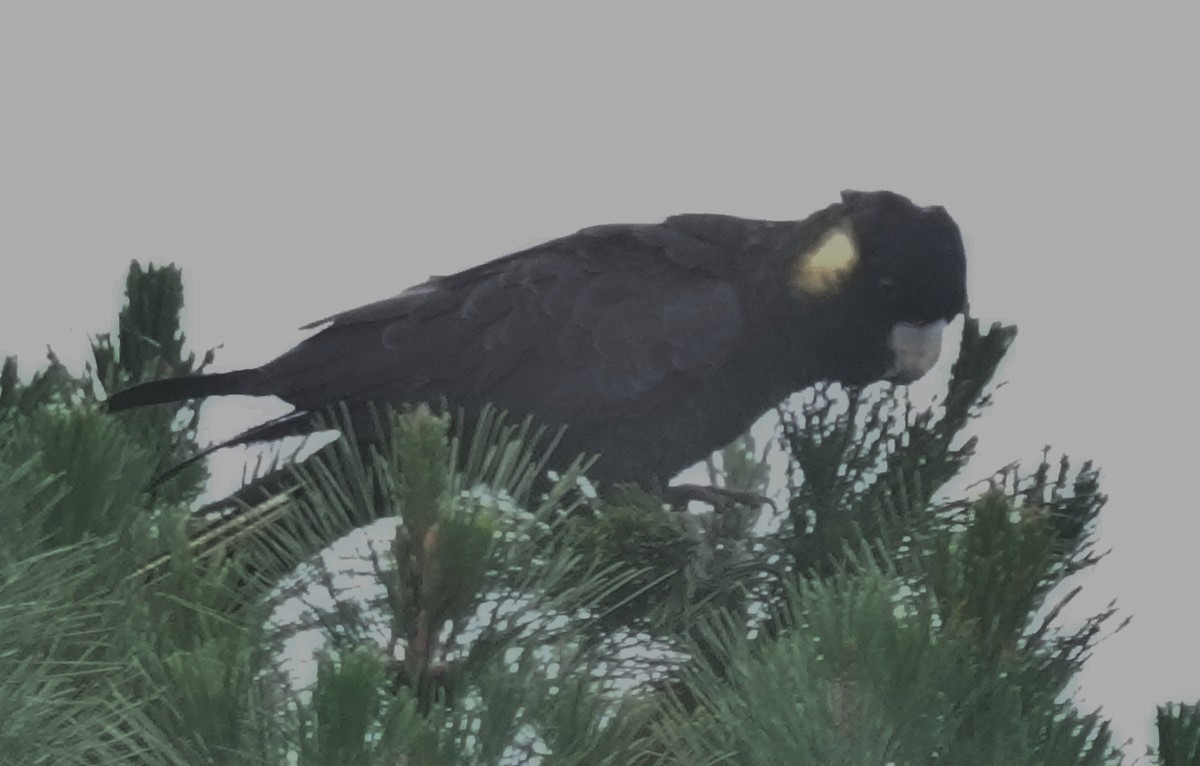 Yellow-tailed Black-Cockatoo - ML620159048