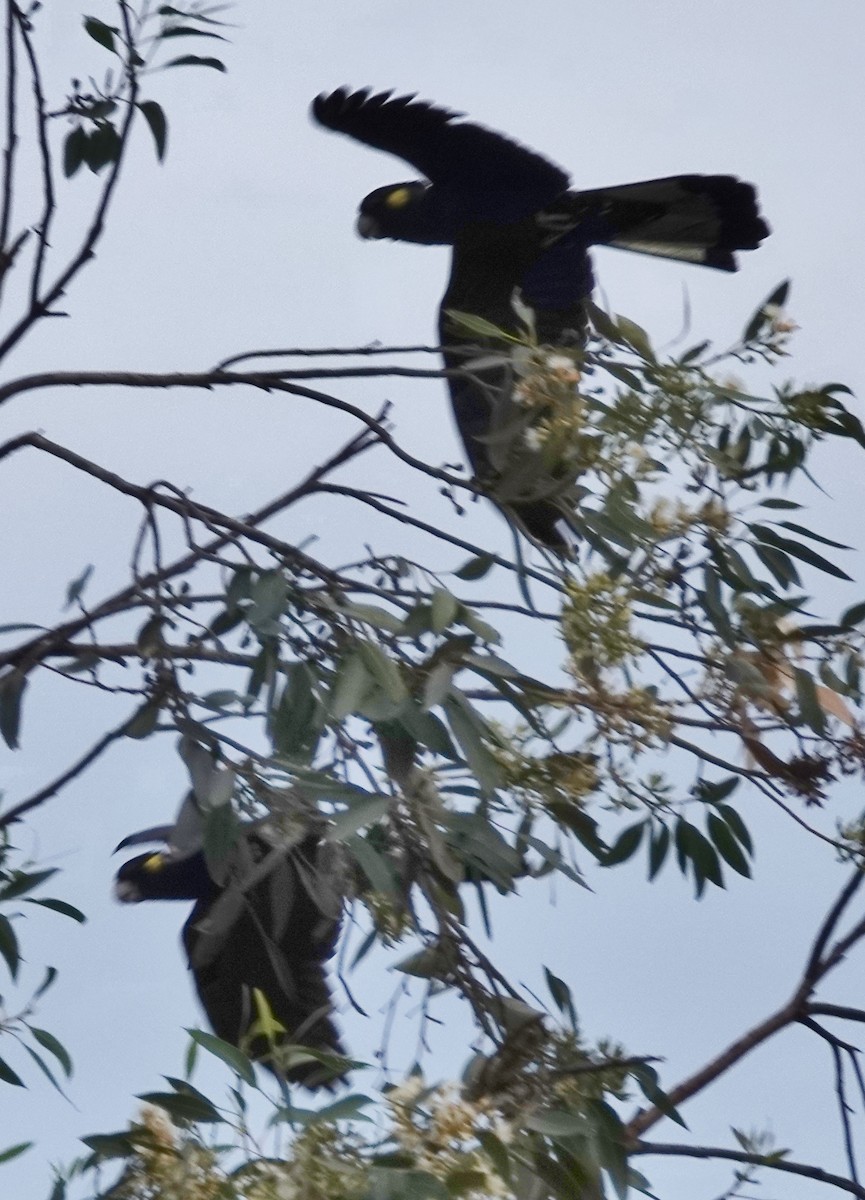 Yellow-tailed Black-Cockatoo - ML620159049