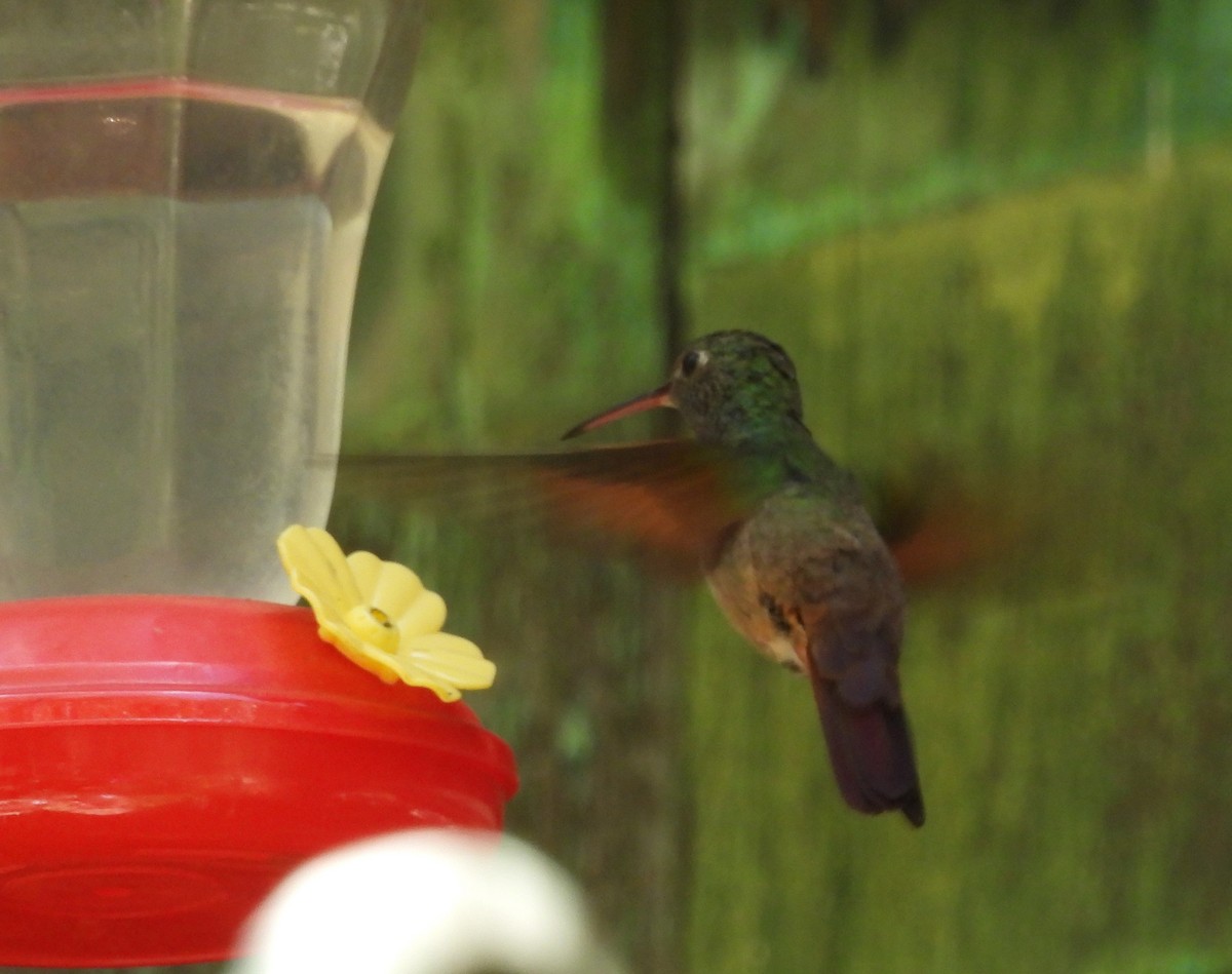 kolibřík mexický - ML620159057