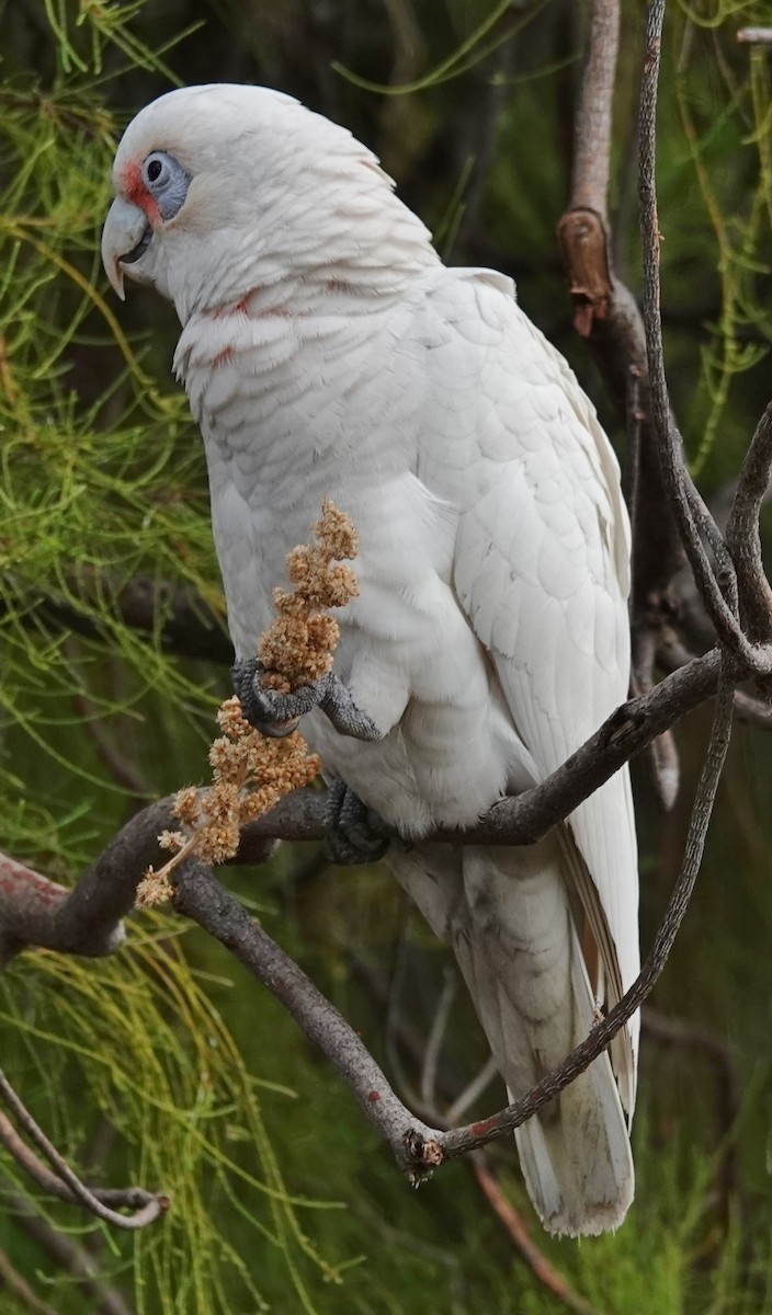 Little Corella - ML620159060