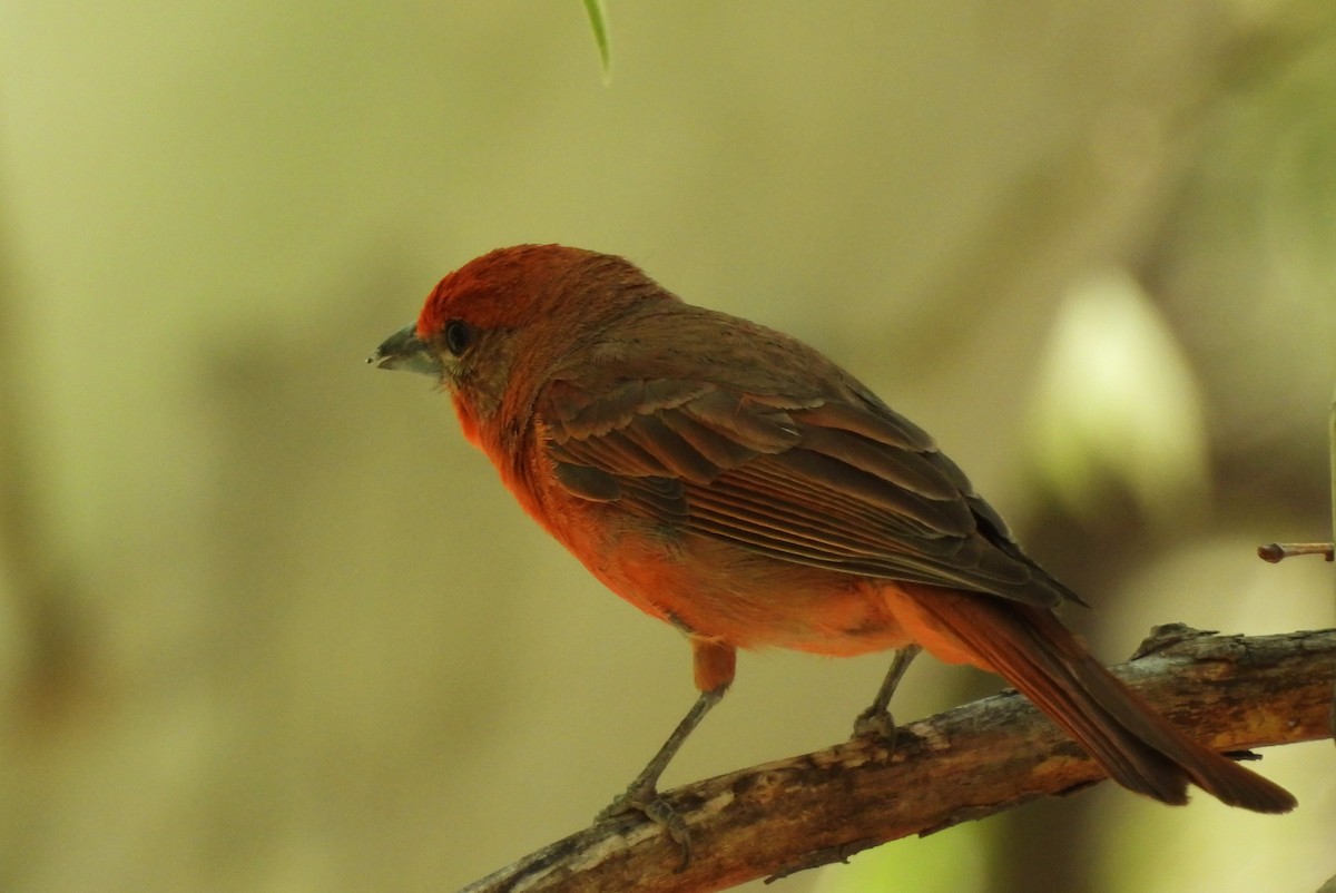 Hepatic Tanager - ML620159064