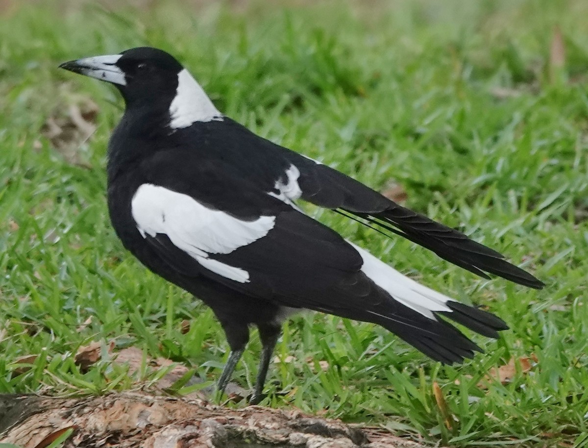 Australian Magpie (Black-backed) - ML620159070