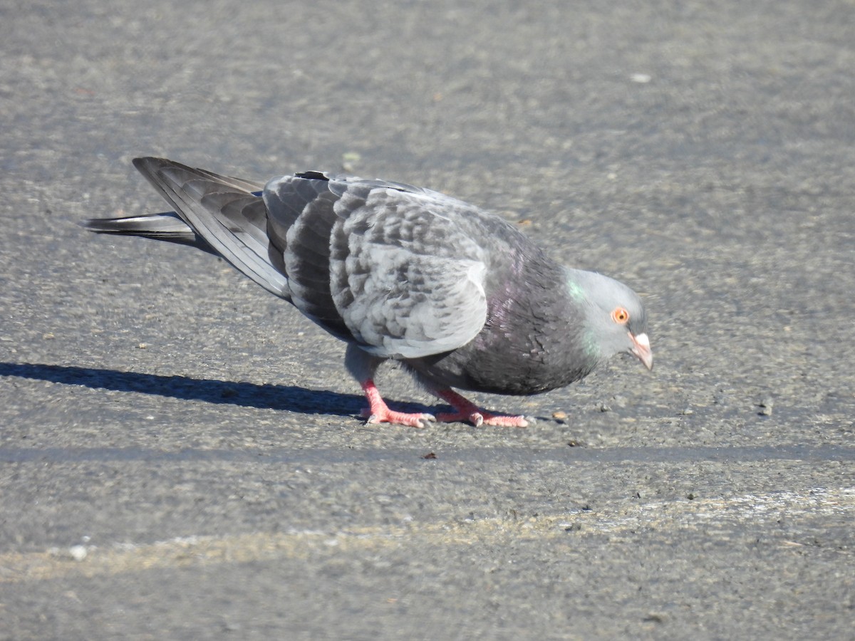 Rock Pigeon (Feral Pigeon) - ML620159071