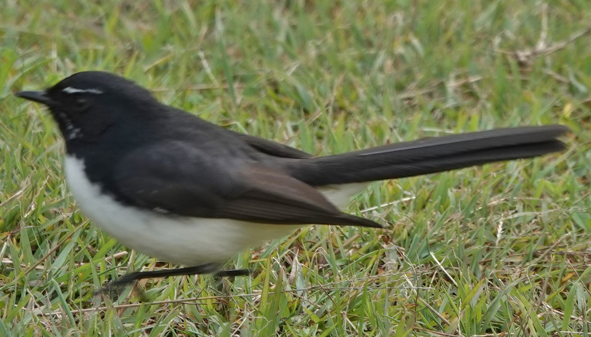 Willie-wagtail - ML620159076