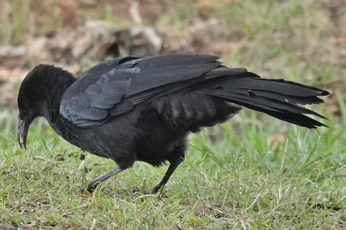 White-winged Chough - ML620159087