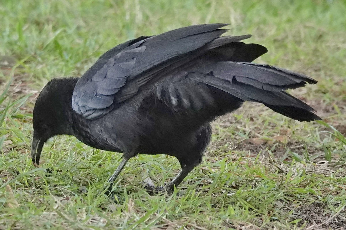 White-winged Chough - ML620159088