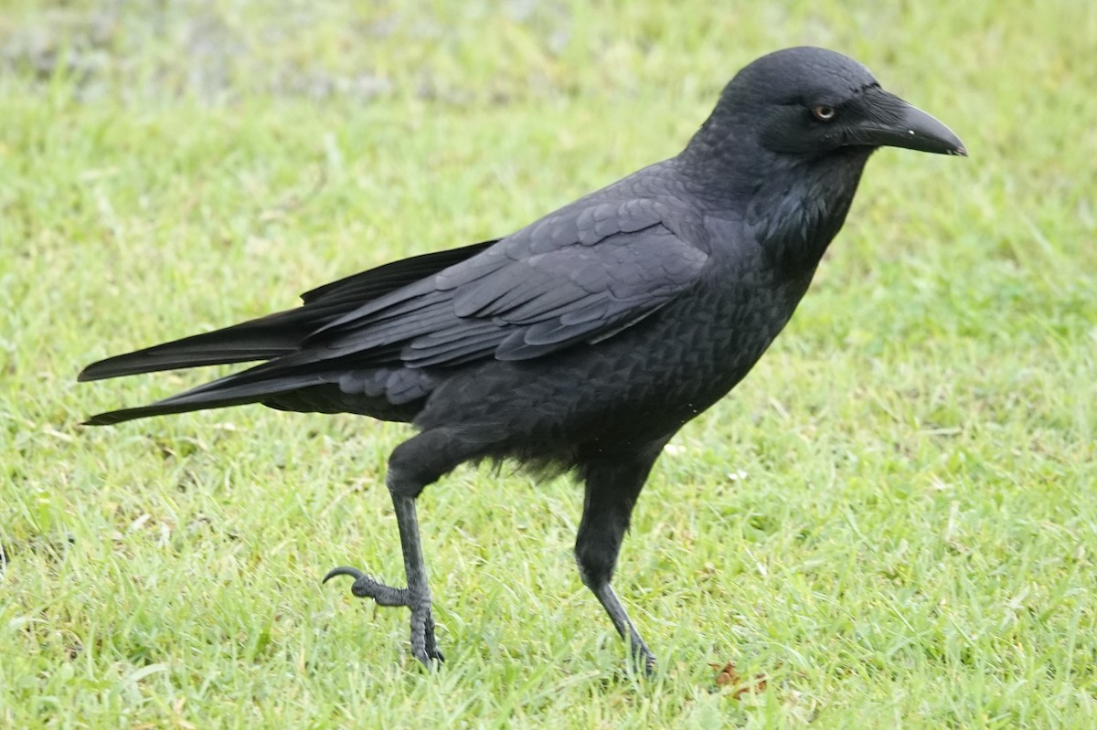 Australian Raven - ML620159105