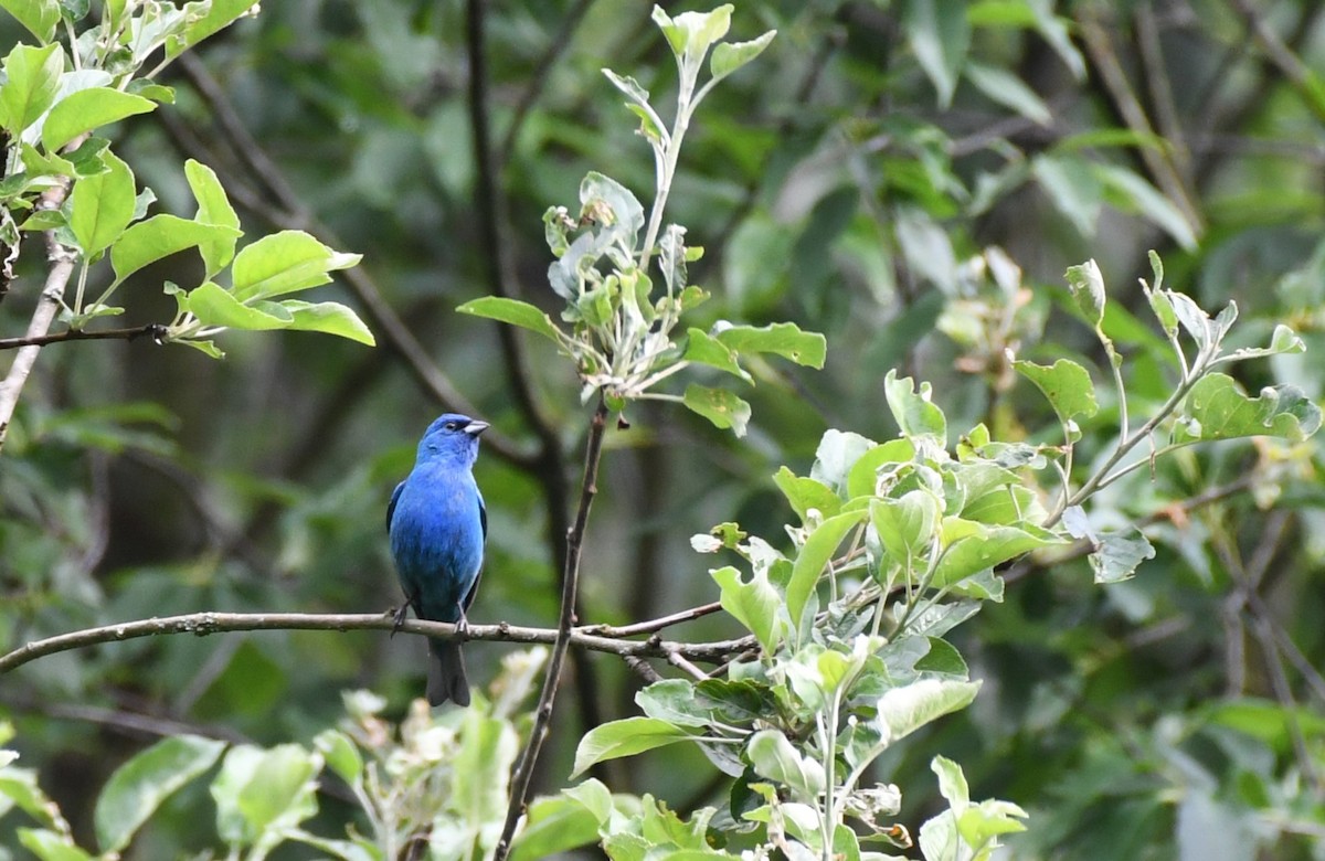 Passerin indigo - ML620159106